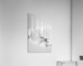 The White Acrylic Print