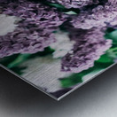 Lilac flowers Metal print