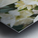 White flowers Metal print