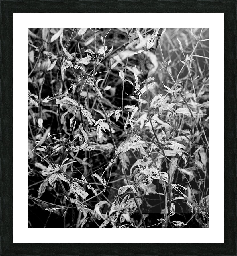 Dry leaves Picture Frame print