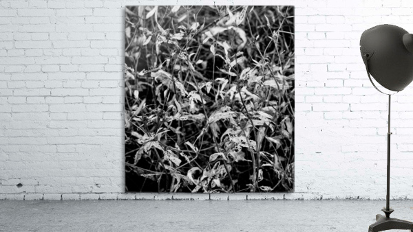 Dry leaves Wall Preview