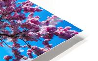 Blossoming Spring Serenity HD Metal print