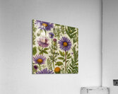 Celebrating Medicinal herbs Acrylic Print