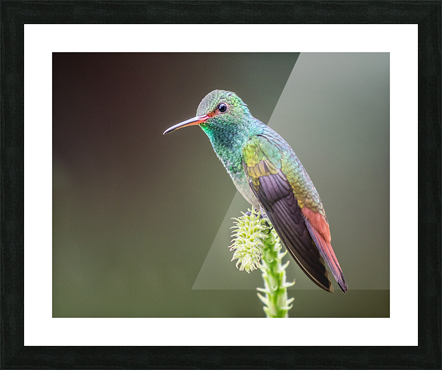 Taking a break from humming Picture Frame print