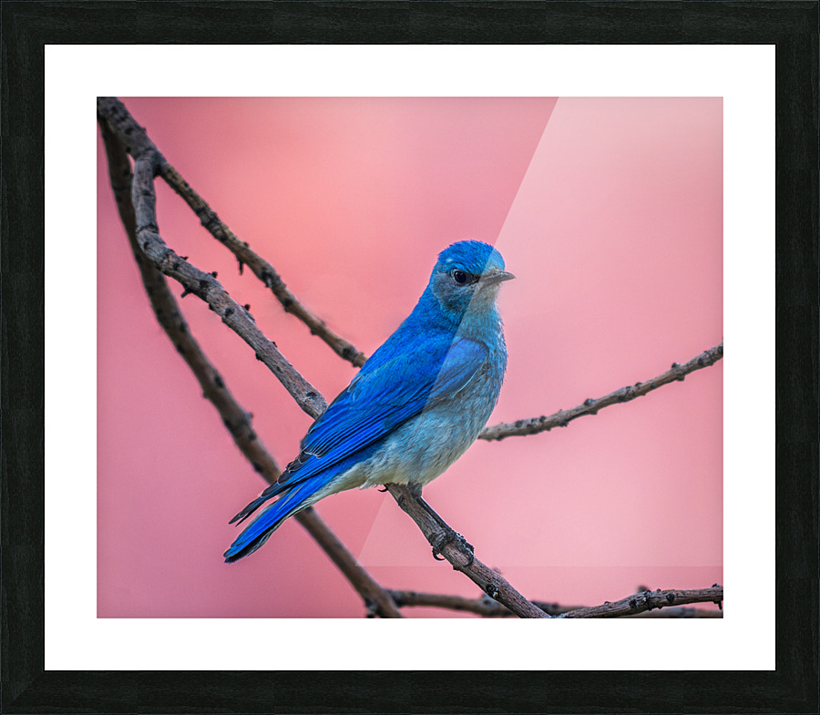 Mountain Bluebird Picture Frame print
