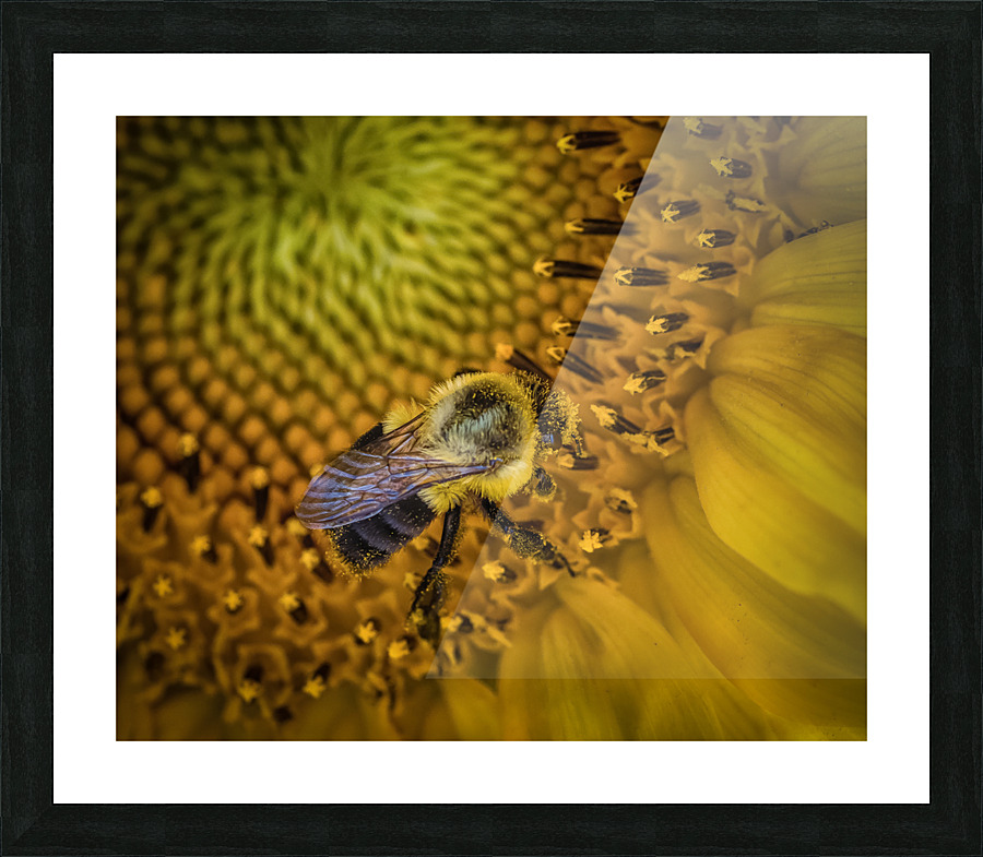 Bumble bee Picture Frame print