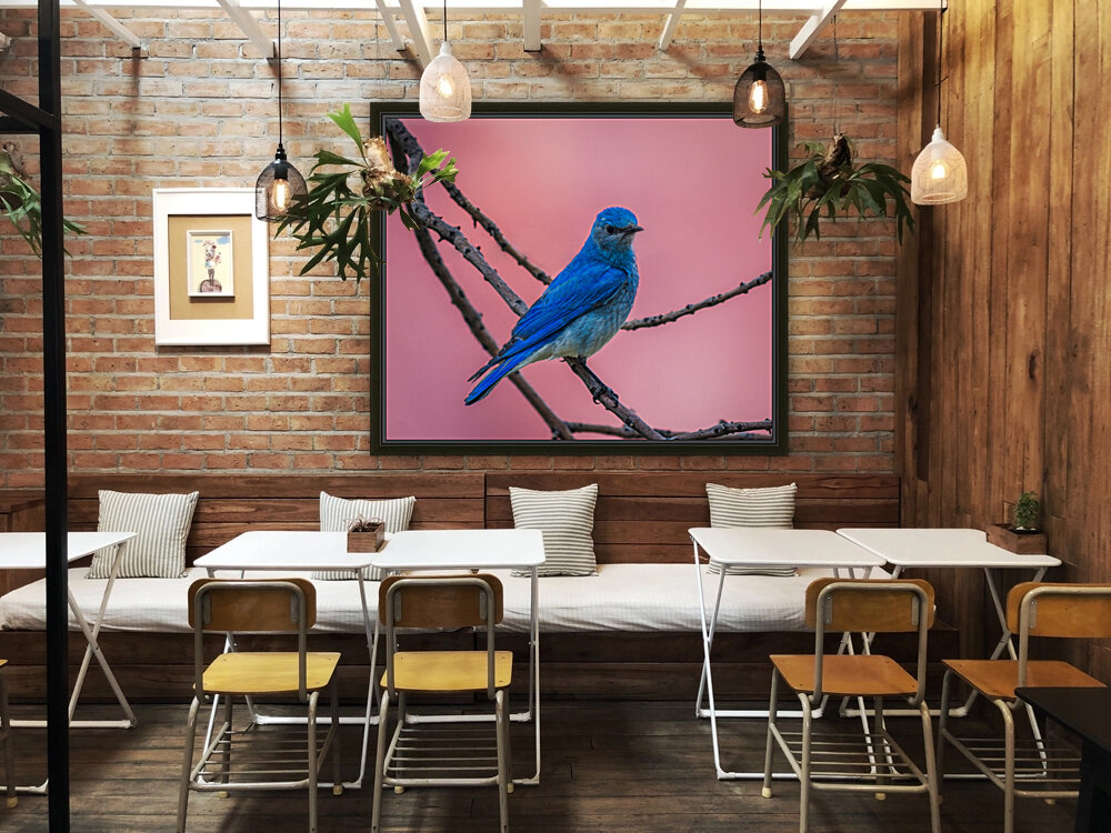 Mountain Bluebird Reproduction