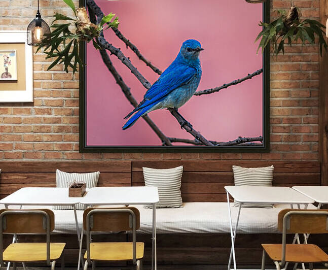 Mountain Bluebird Reproduction