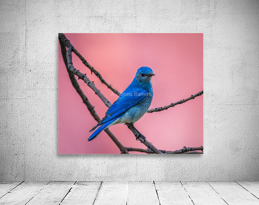 Mountain Bluebird Wall Preview