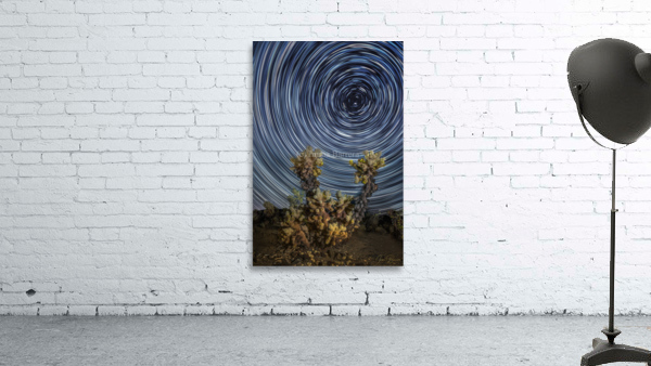 Cholla Wall Preview