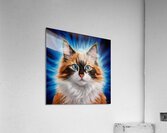 A majestic cat with a mixture of orange and white fur. Her stunning blue eyes are the focal point Acrylic Print