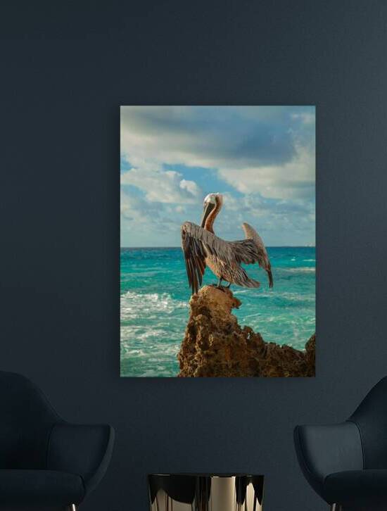 The Beauty of the Galapagos Brown Pelican Perched on a Rock Near the Sea by Helmy ELganaini