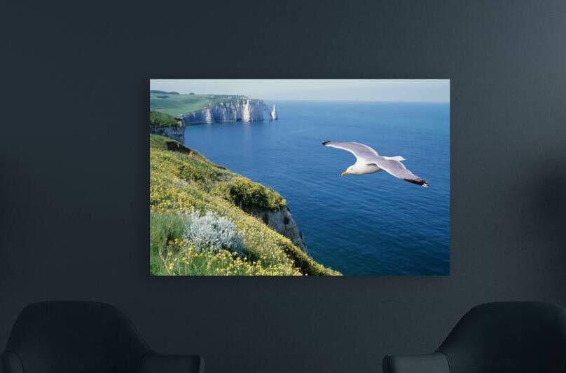 Exploring the Beauty of Meadow on Cliffs and Seagull Flying over Blue Sea by Helmy ELganaini