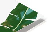 Tropical Leaf 15 HD Metal print