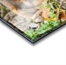 Brown puppy head Acrylic print