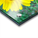Sunflower Acrylic print