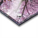 Cherry Plum Trees Acrylic print