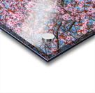 Cherry plum blooming Acrylic print