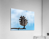 Conifer cone Acrylic Print