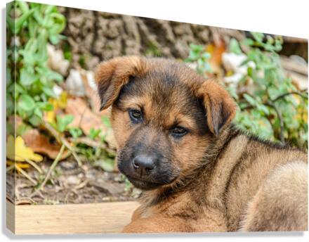 Brown puppy head Canvas Print