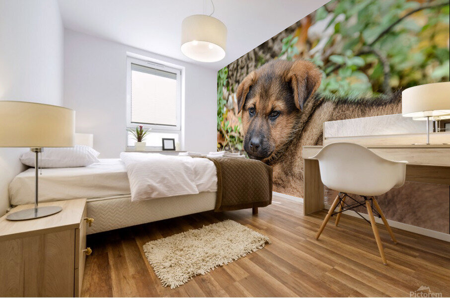 Brown puppy head Mural print