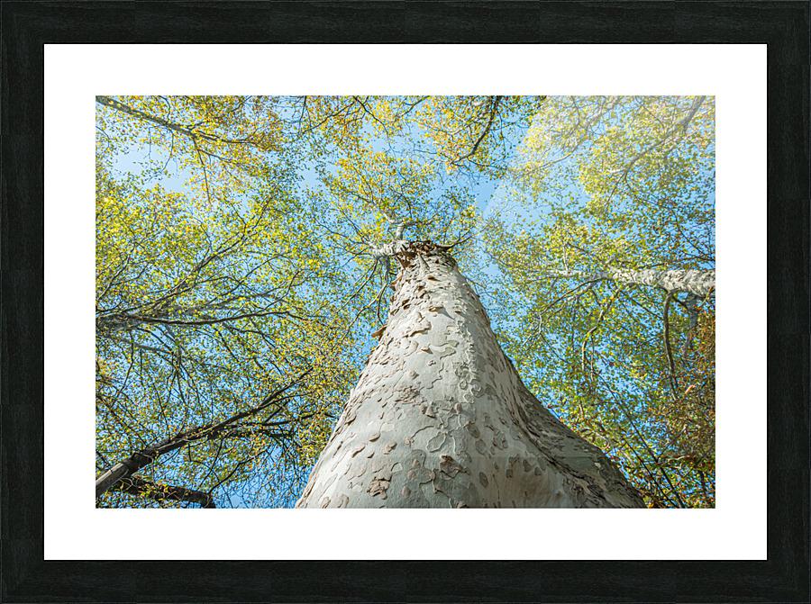 Under the tree Picture Frame print