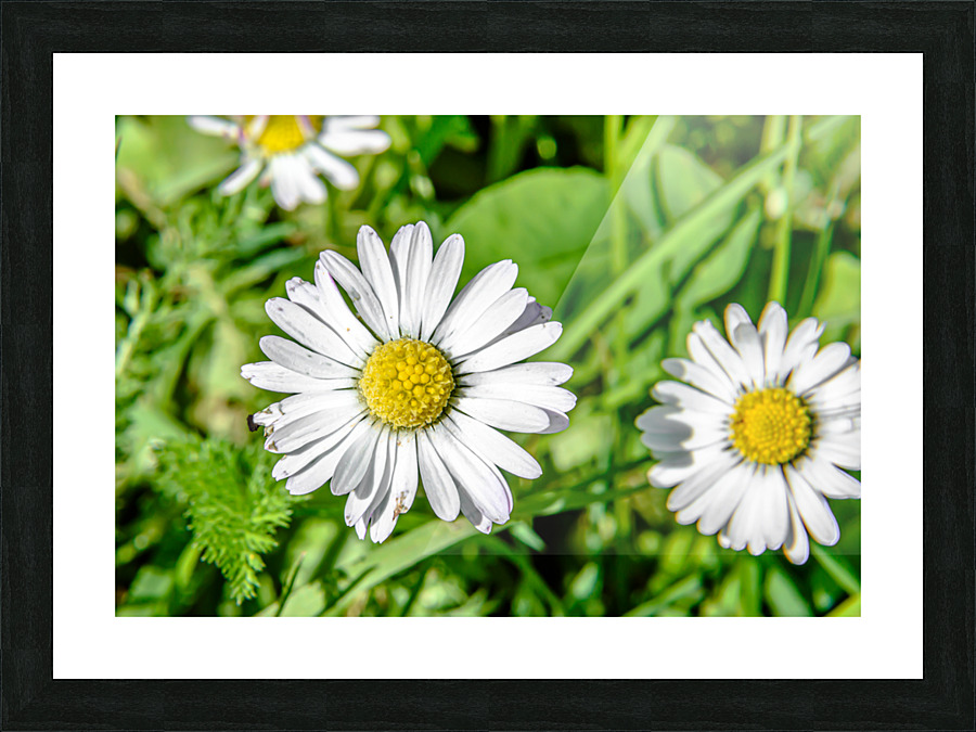 Bellis Picture Frame print