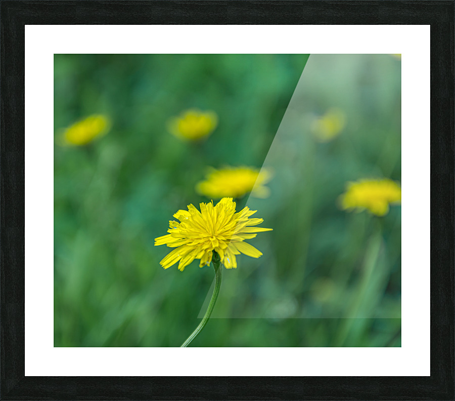 Hawkweed Picture Frame print