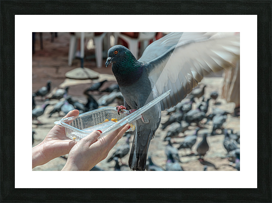 Feeding time Picture Frame print