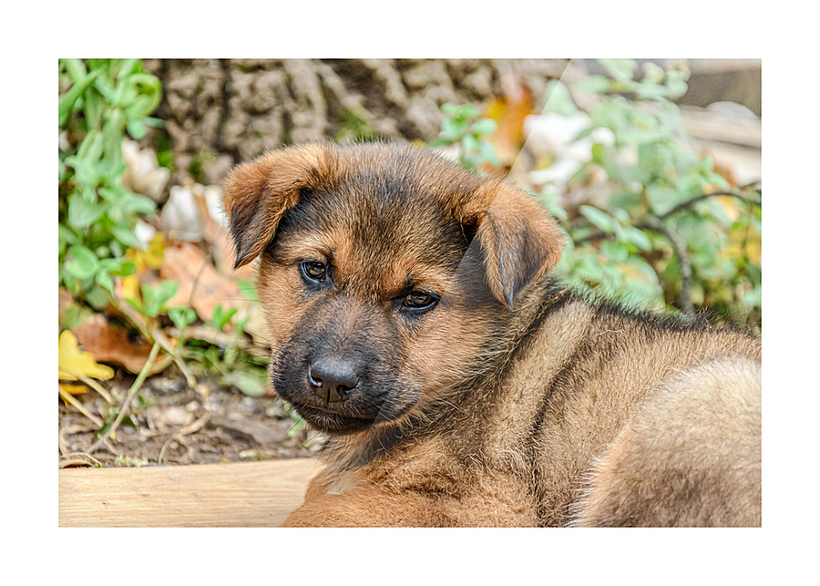 Brown puppy head Picture Frame print