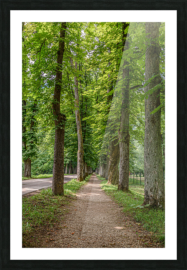 Tree alley Picture Frame print