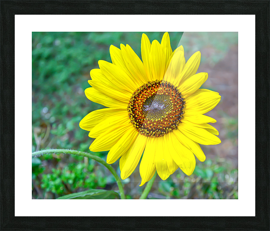 Sunflower Picture Frame print