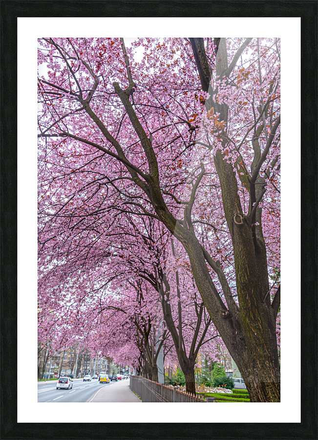 Cherry Plum Trees Picture Frame print