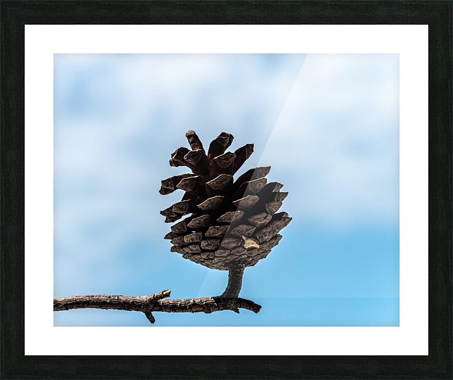 Conifer cone Picture Frame print