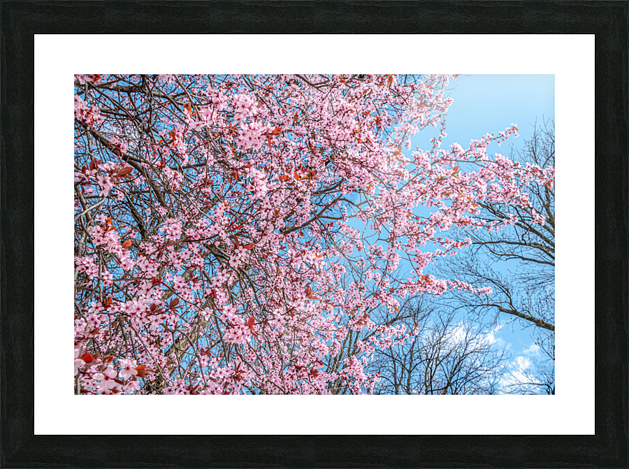 Cherry plum blooming Picture Frame print