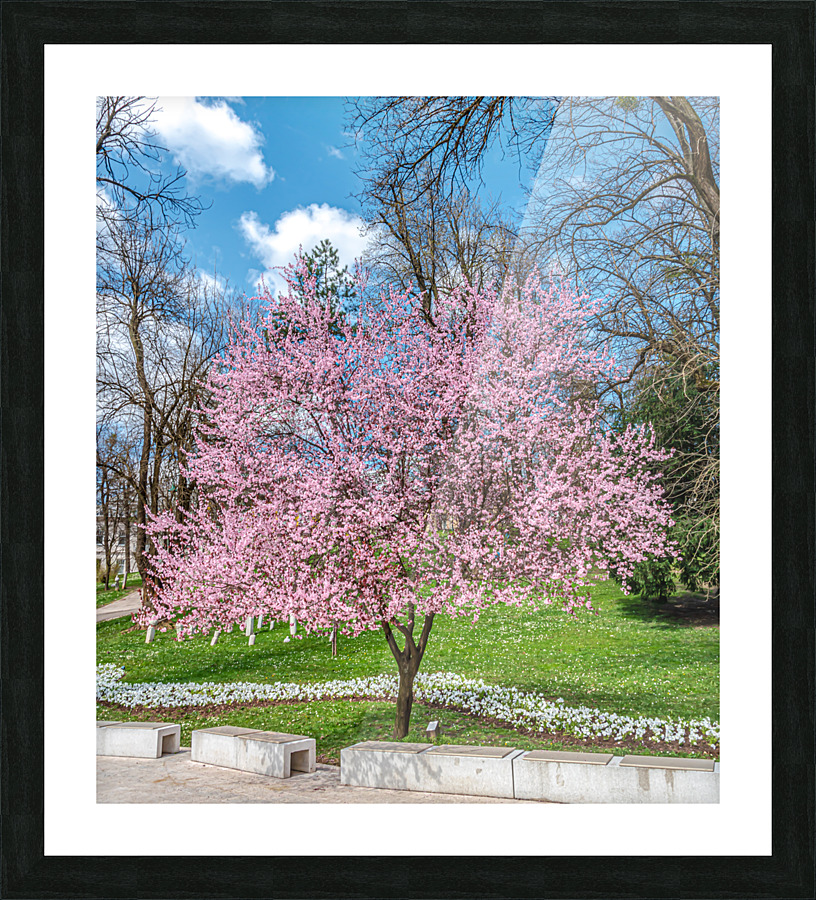 Cherry plum blooming Picture Frame print