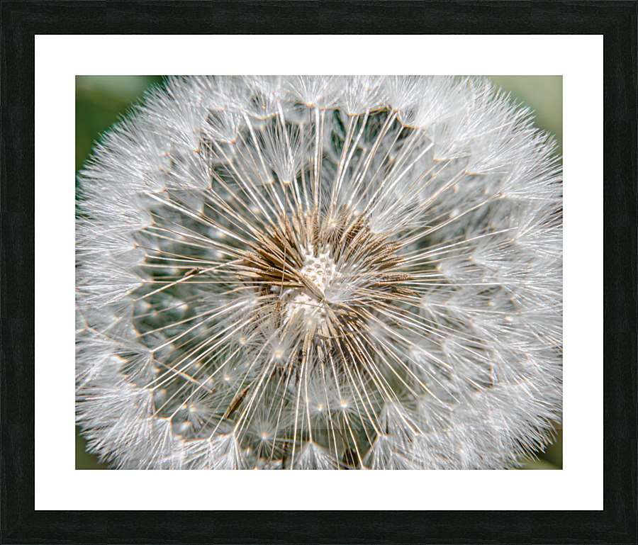 Dandelion seed head Picture Frame print