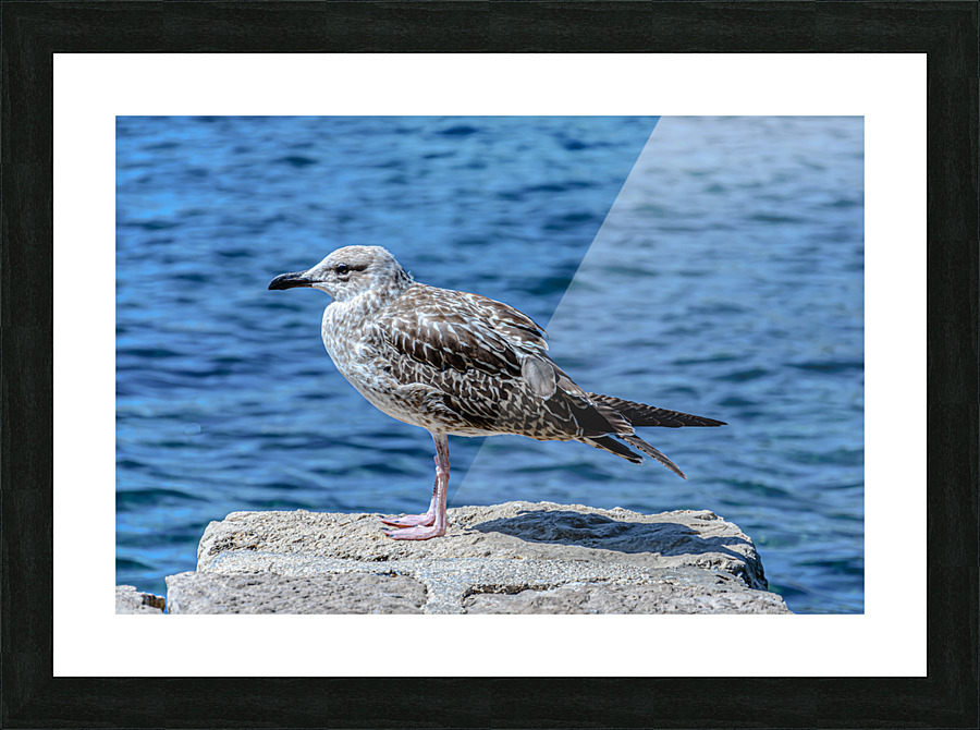 Seagull standing Picture Frame print
