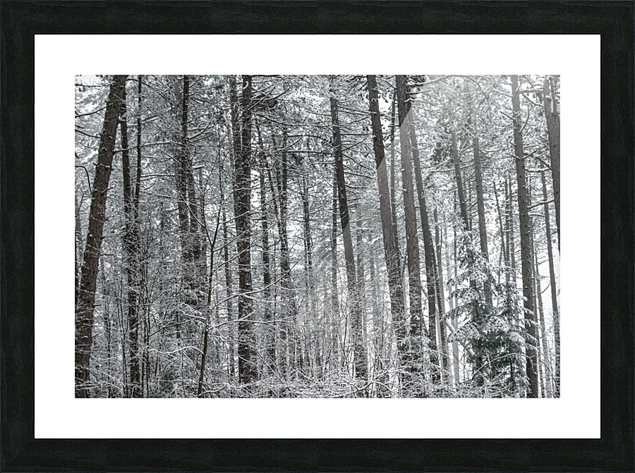 Mountain forest Picture Frame print