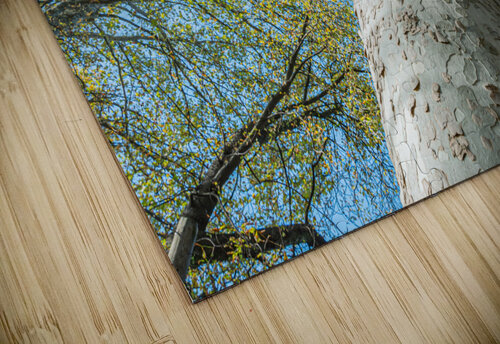 Under the tree Vedad Ceric puzzle