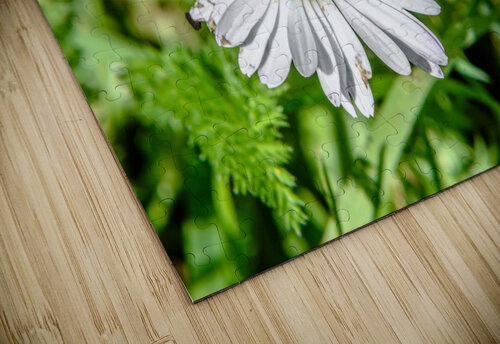 Bellis Vedad Ceric puzzle