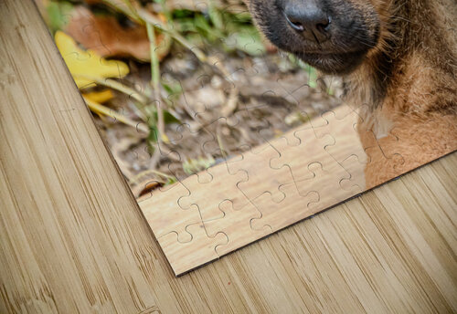 Brown puppy head Vedad Ceric puzzle