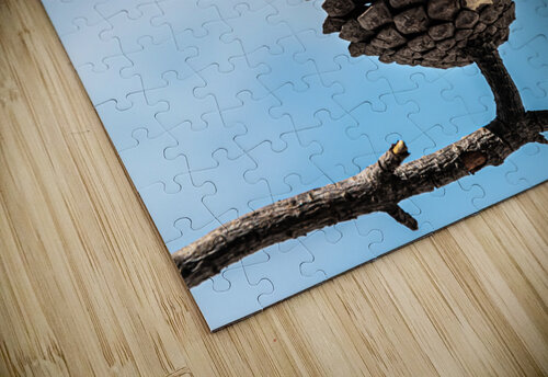 Conifer cone Vedad Ceric puzzle