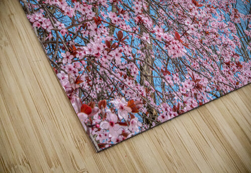 Cherry plum blooming Vedad Ceric puzzle