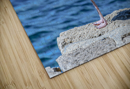 Seagull standing Vedad Ceric puzzle