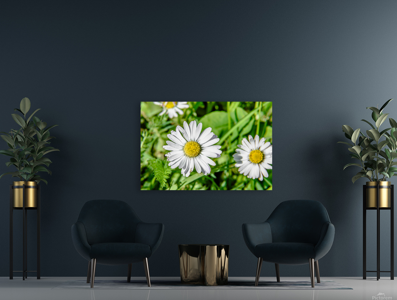 Bellis Reproduction