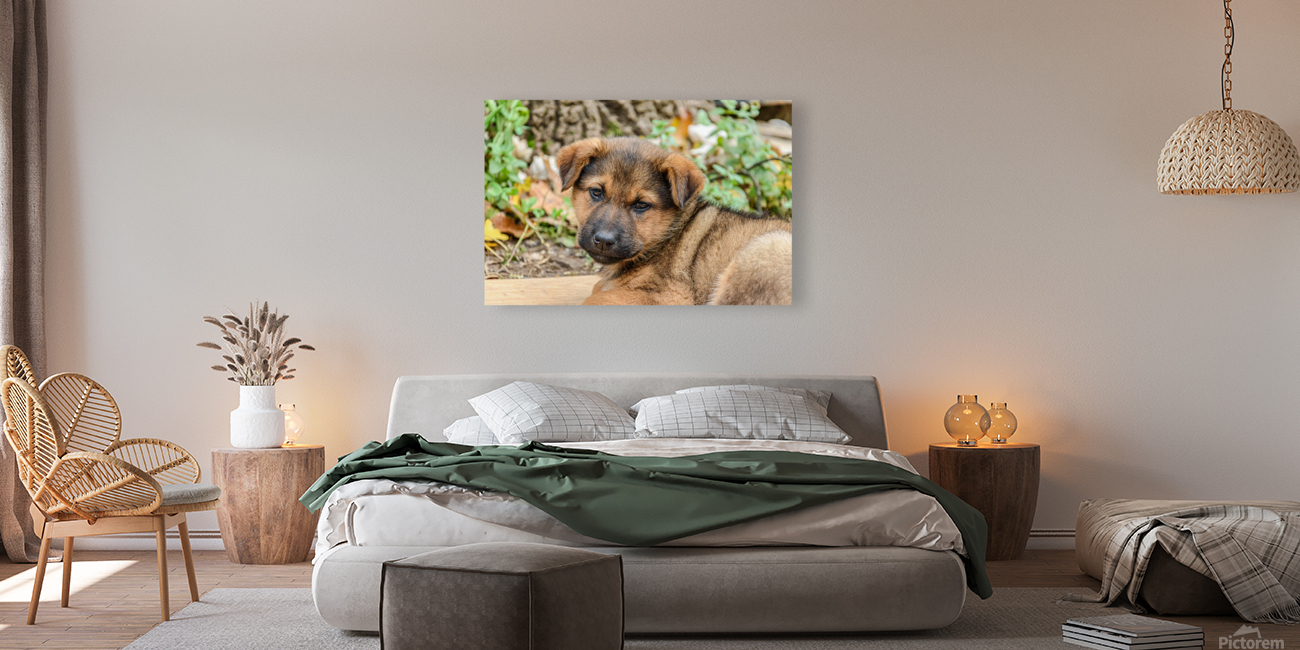 Brown puppy head Reproduction
