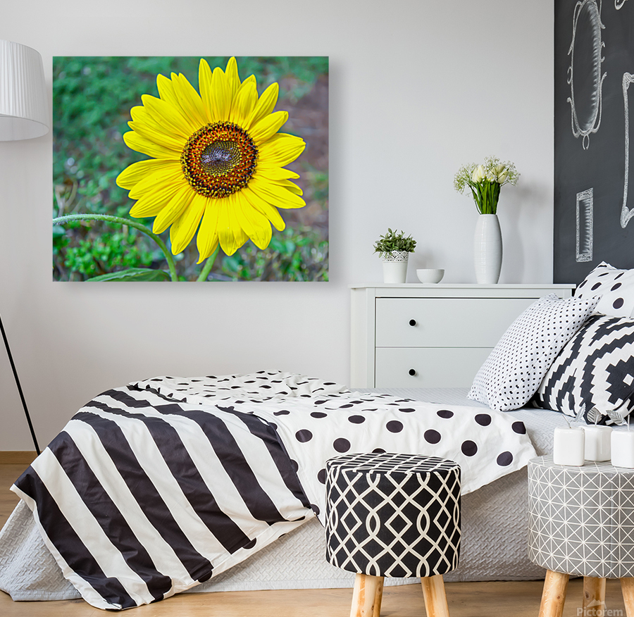 Sunflower Reproduction