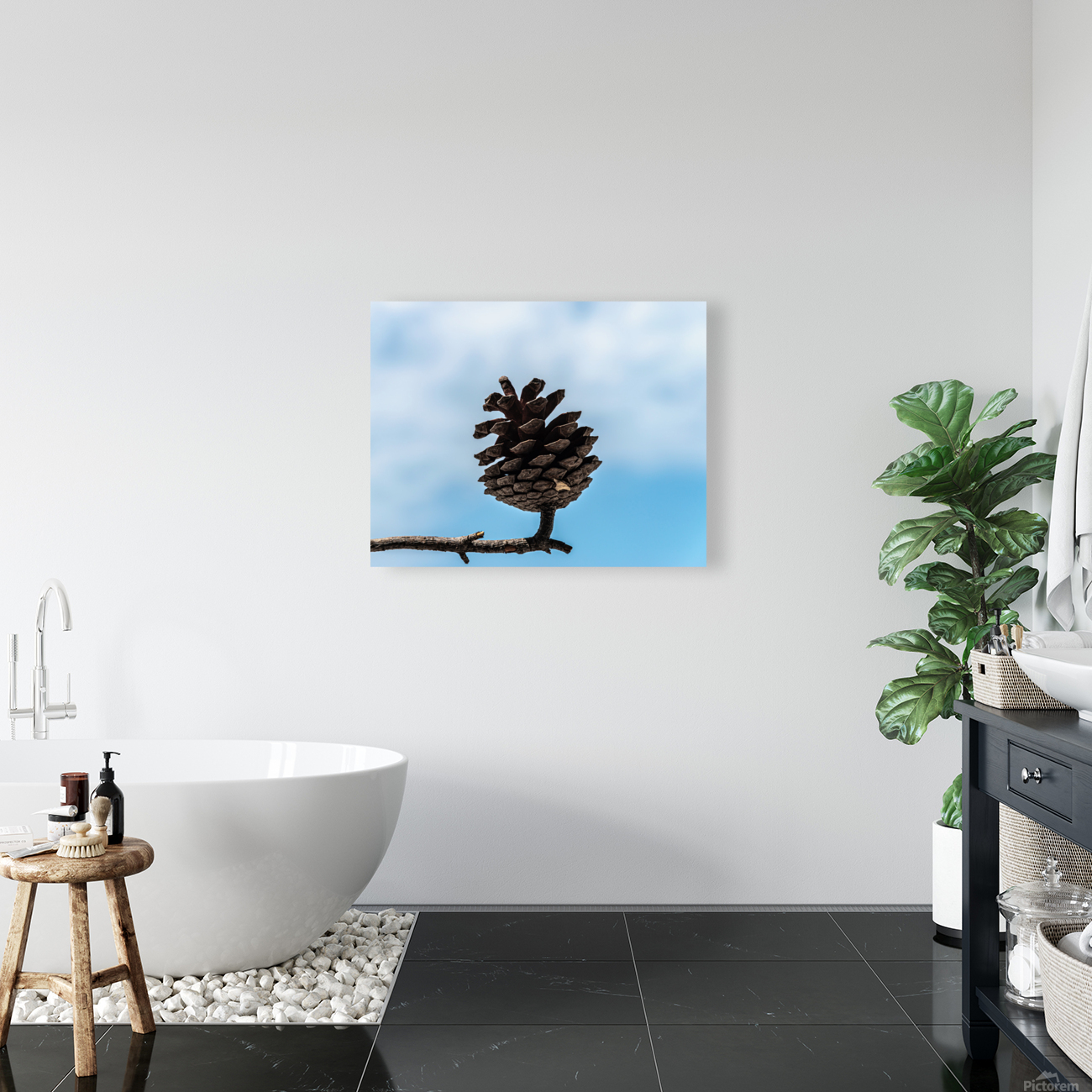 Conifer cone Reproduction