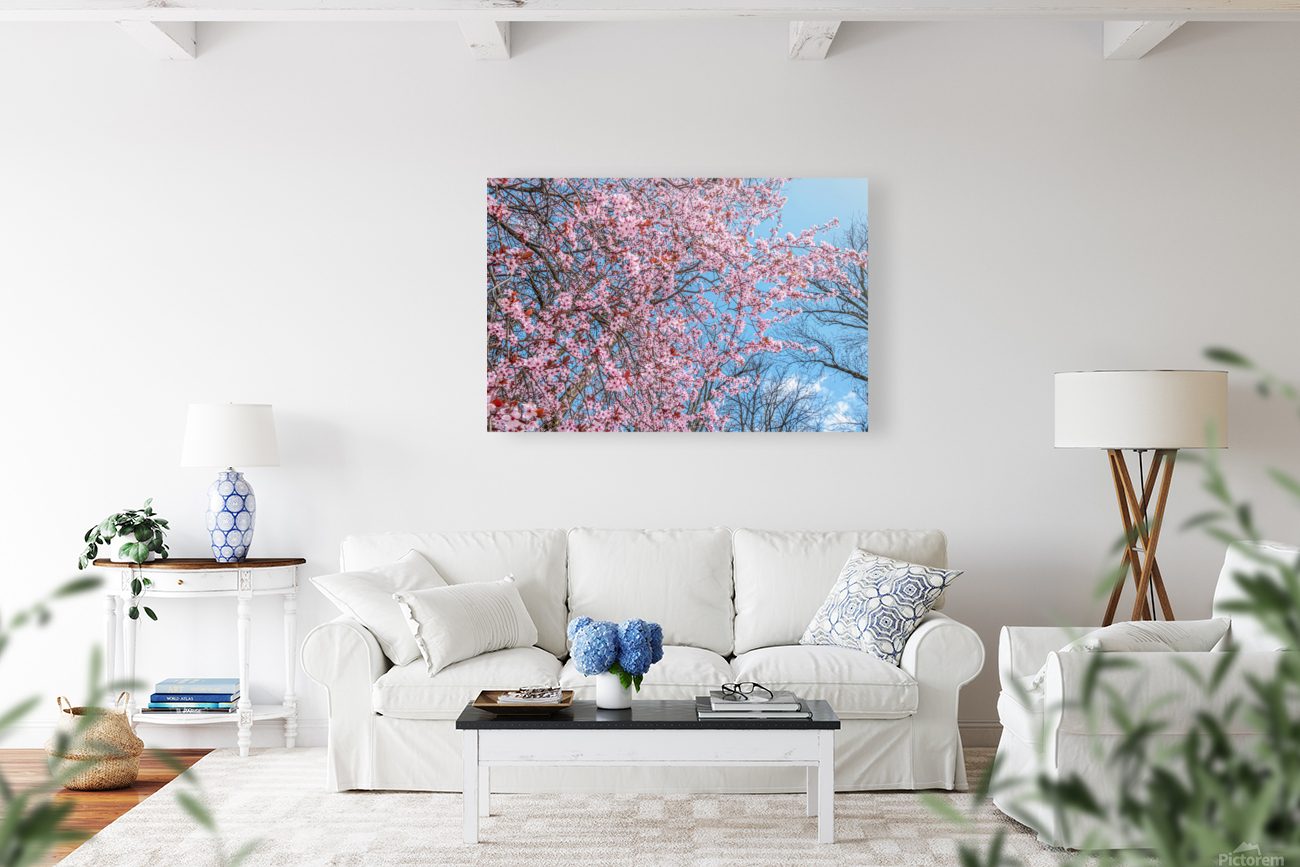 Cherry plum blooming Reproduction